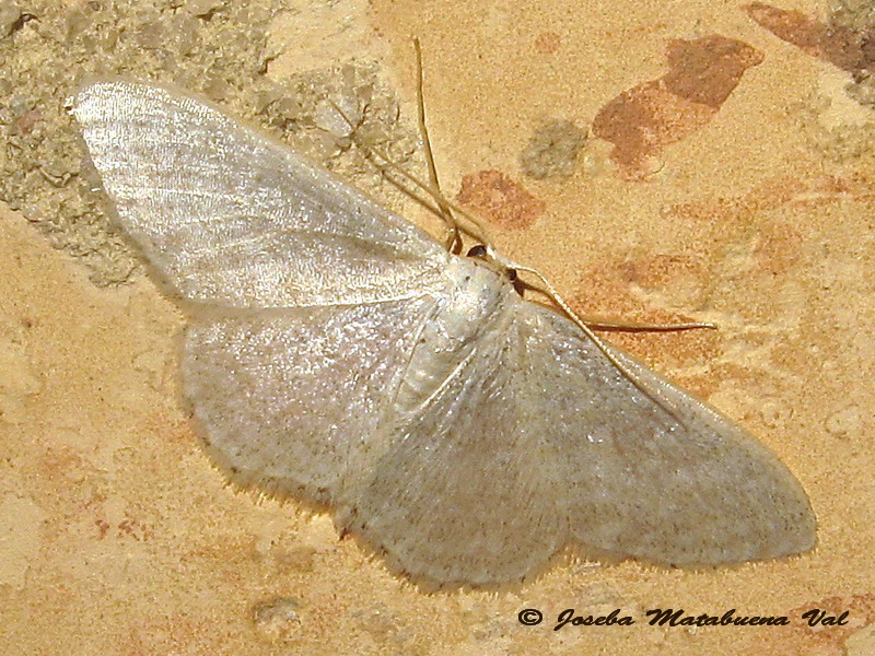 Geometridae da id. - Idaea subsericeata